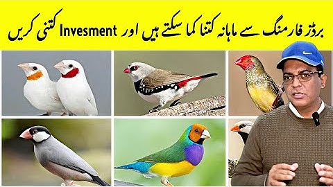 How to Get Profit From Birds Business | Birds Business Profitability | Bird Farming Business Idea