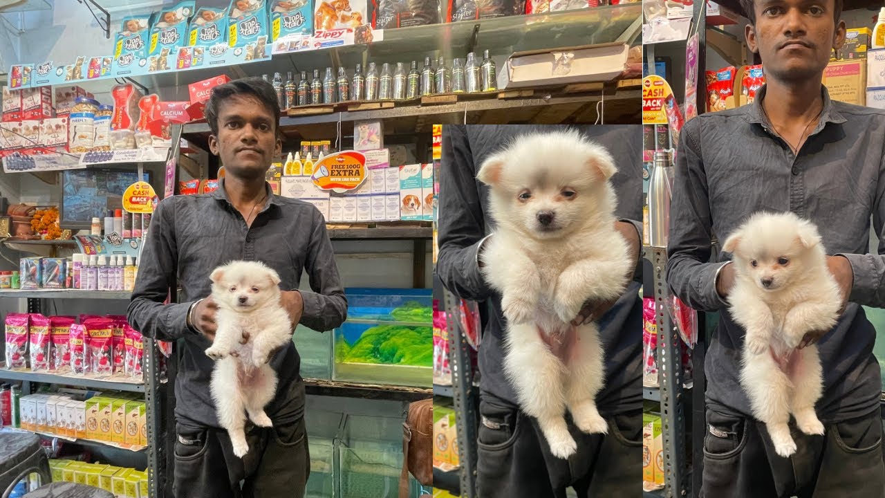 Pomeranian male and female | POMERANIAN WHITE COLOUR MALE WHITE COLOUR DOG ADDA SALONI PET SHOP