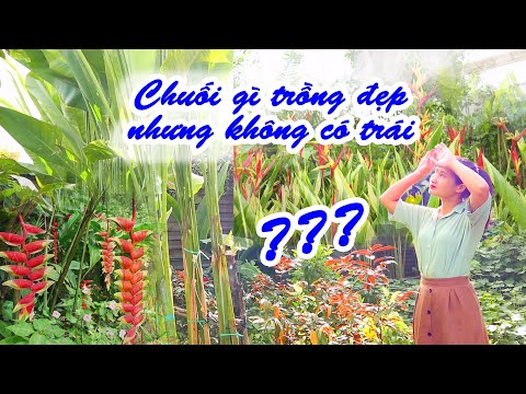 Video Tổng Hợp Những Loại Chuối Trồng Cho Sân Vườn Cực Hot - youtube