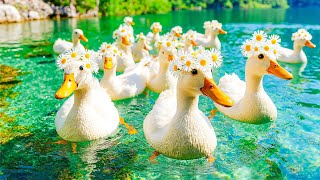видео: Очаровательная утиная семья 🦆🌼 Утки в цветочных венках плавают в чистой голубой воде ~ Спокойная ... картинка: Очаровательная утиная семья 🦆🌼 Утки в цветочных венках плавают в чистой голубой воде ~ Спокойная ...