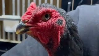 картинка: Ассалому АЛЕЙКУМ хаммага парвозлар учун томоша килиб мазза килила. 