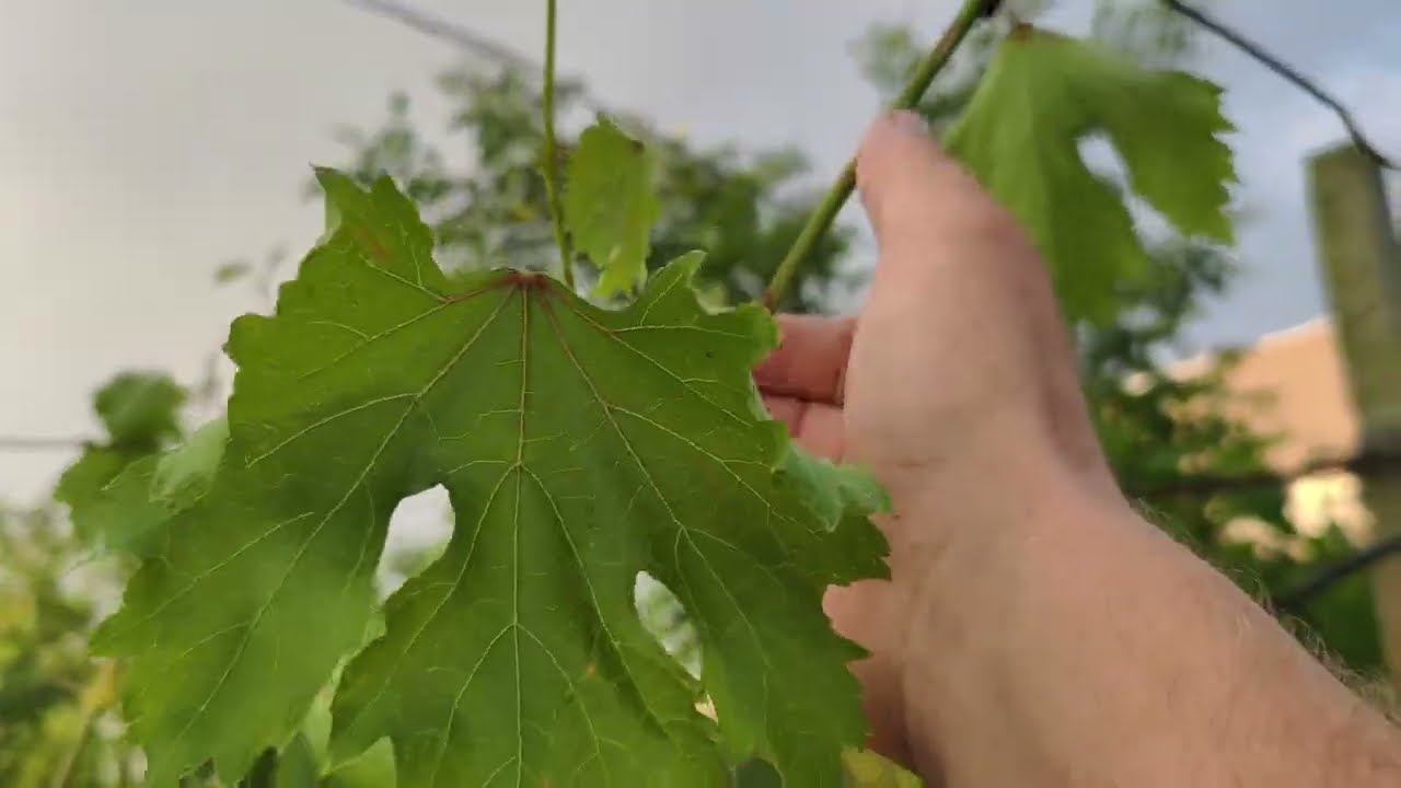 Csonkàzàs mikor miért és hogyan+Suzuki légy a szőlőben