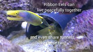 Ribbon Eels! #eel #aquarium #eelsvideo