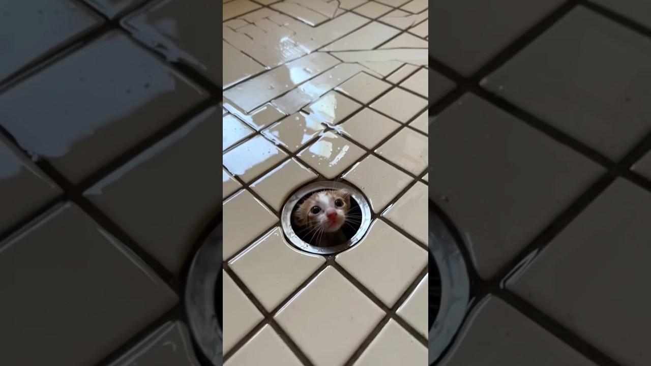 Help them before it’s too late. 🐾😭