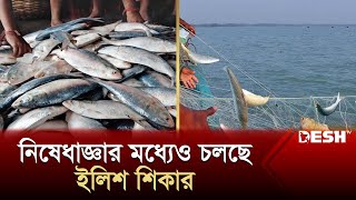 নিষেধাজ্ঞার মধ্যেও চলছে ইলিশ শিকার | Hilsa Fish | Fisherman | News | Desh TV