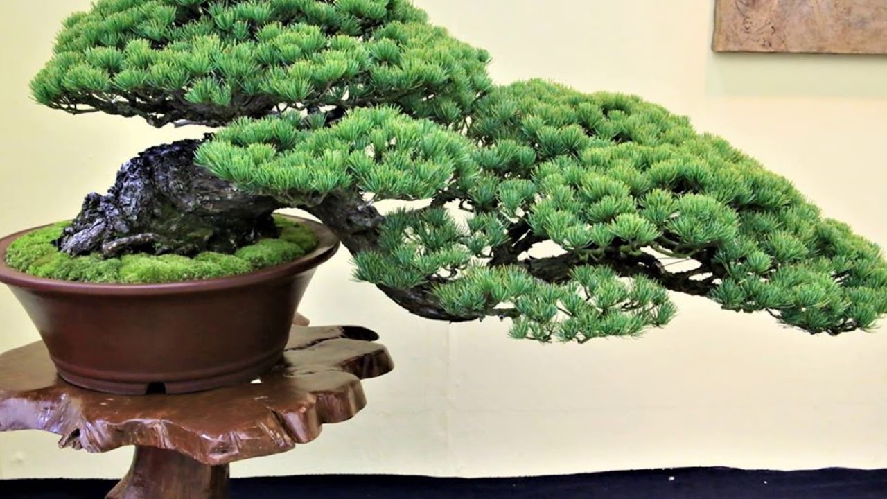 EXHIBITION BONSAI TREES IN JAPAN 2 YouTube