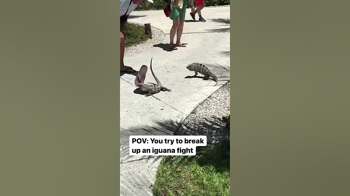 Pertarungan Iguana #tsantiherochallenge #iguana #pertarunganhewan #Iguana #iguanaButuhSepatuBaru #senorskor