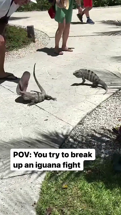 Iguana Fight #tsantiherochallenge #iguana #animalfights #Iguana #iguanaNeednewshoes #senorskor