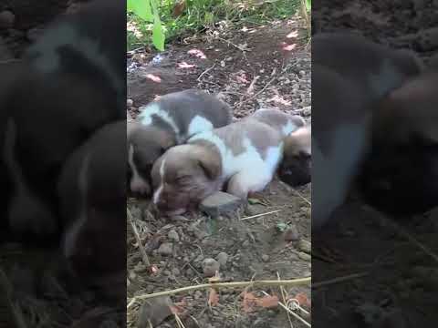 Video: Dörtlü Amputee Köpek Küçük bir çocuğun Dilek Gerçek Olur