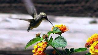 田中彬博 (Akihiro Tanaka) - Humming bird (Cover)