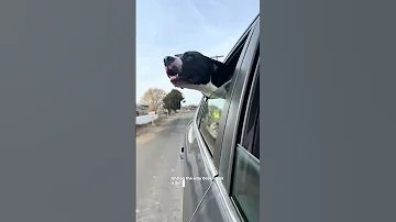 Day 2 Of Posting The Shelter Dog Who Has Been Here The Longest Until He Finds A Home 