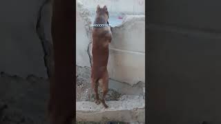 شاهد اقوى و اشرس و اخطر كلاب العالم انثى بيتبول ?? pet pitbull doglover puppy pitbulldog funny