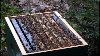New Beehive Inspection - 2 Weeks In