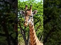#wildlife #animals #whowillbemylifepartnerta #giraffe #nature #safari #ihavethisthingwithplants