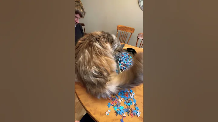 Watch the video about Big cute n fluffy MaineCoon kitty | boxes | funny cats pets animals reels videos #shorts