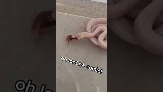 #Shorts Snakes can be cute too  Funny Snake Videos 2021 | No Poison Snake