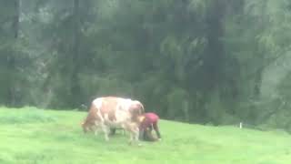 Nascita di un vitellino sotto la pioggia tra le Dolomiti