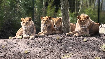 Leeuwen in de nieuwe verblijf ZooParc Overloon