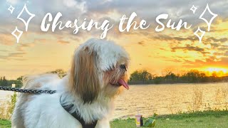 Ice Cream and Sunsets with Chase the Shih Tzu by Chase the Shih Tzu 3,576 views 2 years ago 4 minutes, 55 seconds