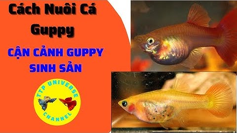Cận cảnh cá Bảy Màu đẻ | Cá Bảy Màu sinh sản như thế nào ? | Guppies give birth | グッピーが出産 .