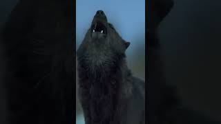 Самый главный миф про волков 🐺