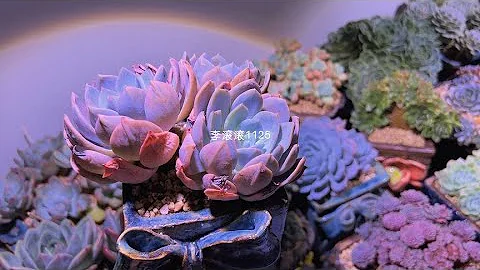 李滚滚：还有小伙伴在纠结白茶和奶茶区别的，喏！我都有，伱们自行对比吧｜室内养多肉 - 天天要闻