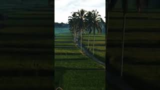 Beautiful Field With Coconut Tree Surrounded.