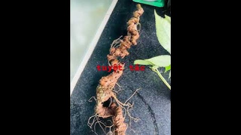 Tuyệt tác những củ sâm ngọc linh rừng đẹp đến nao lòng #sâm_ngọc_linh_rừng