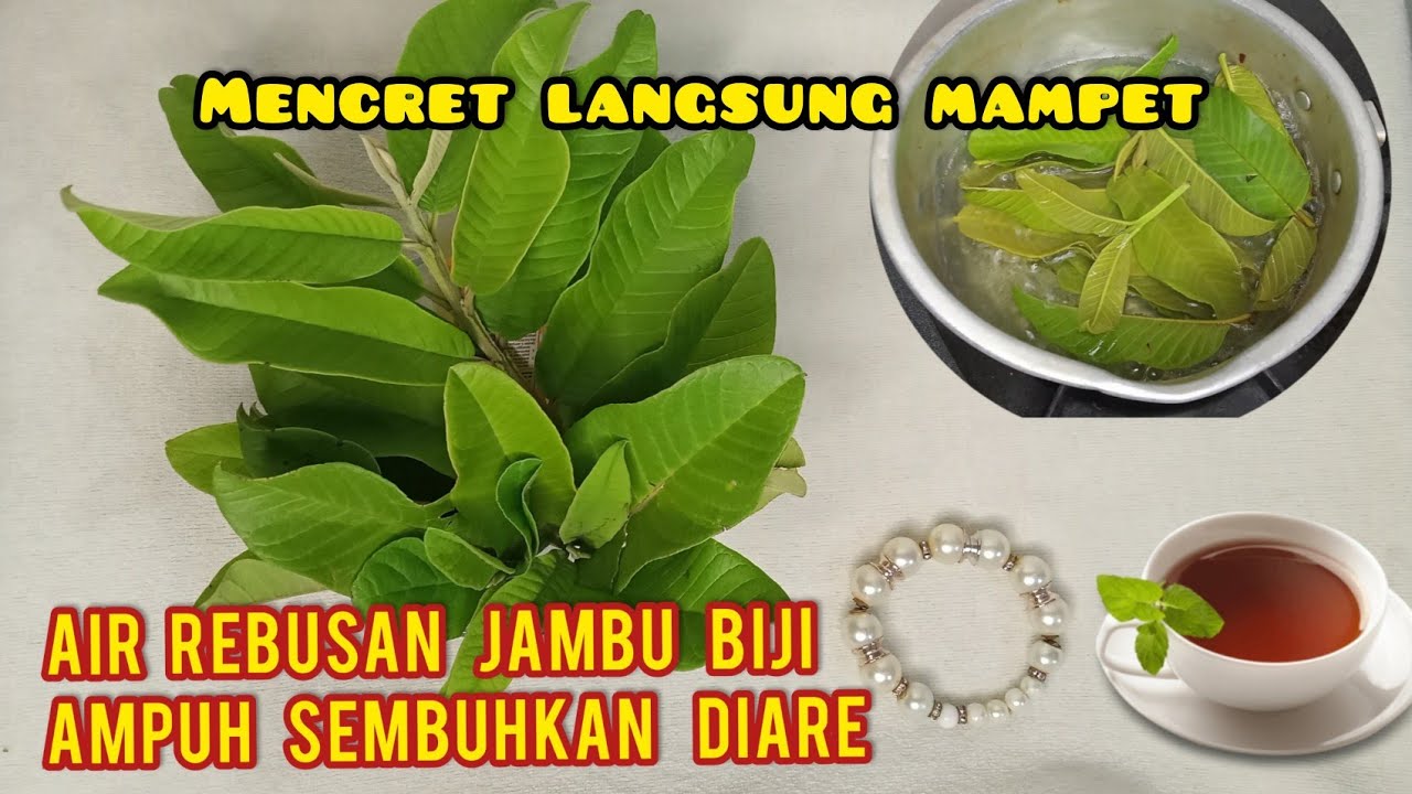 Cara mengatasi diare pada bayi dan orang dewasa dengan daun jambu biji
