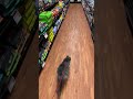 Another of sybille exploring pet valu liberty