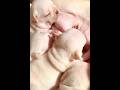 The Sounds of Contentment: Newborn Frenchie Puppies Feeding #puppy #pistenbully #puppytales #nursing