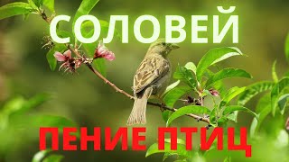 звуки птиц,волшебное пение соловья .sounds of birds screenshot 2