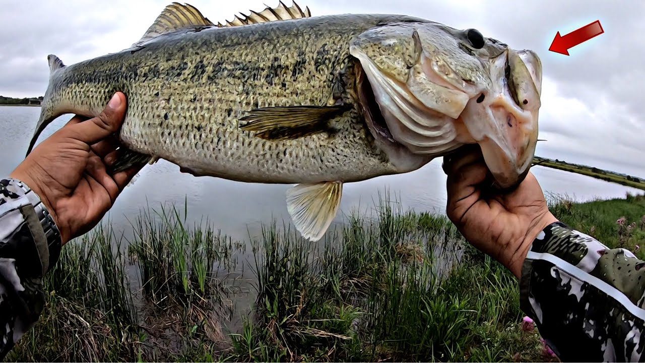 Fishing BIG Worms for HUGE BASS in a Honey Hole! (Bank Fishing)