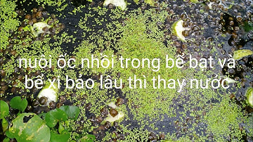 nuôi ốc nhồi trong bể thì khi nào phải thay nước?