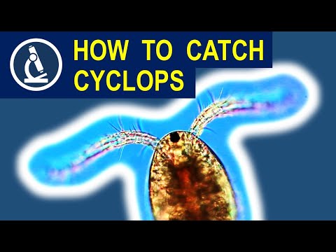 How to catch CYCLOPS  and put it under the microscope 🔬 175