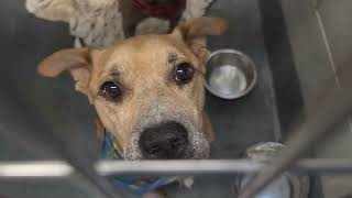 Acs A821605