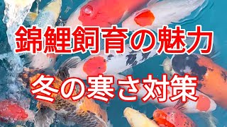 錦鯉飼育の魅力　The charm of Nishikigoi breeding #️⃣鯉#️⃣山古志錦鯉#鯉めのう鯉動画