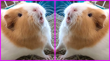 Best guinea pig noises of the wheek! (2021 Week 26)