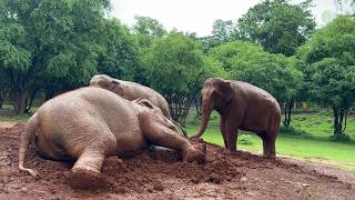 Kham Las Peaceful Nap - Elephantnews
