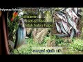 Dapat banyak, mancing di sarang ikan PATIN