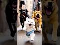 Meow The Dogs Are Chasing After Him See Who Saved Him Shortvideo Cat Cats Meow The Dogs Are Chasing After Him See Who Saved Him Shortvideo Cat Cats