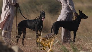 Khargosh Ka Shikar 2024 | Hare Searching Hunting Techniques P 3 | Hunting with Greyhounds Kot Rupwal