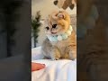 #cutiepie #catlover #youtubeshorts #meow