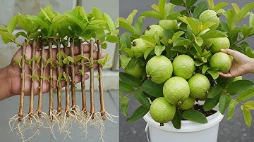 🌿Grow Guava Tree from Cuttings - Essential Tips for 100% Rooting Success