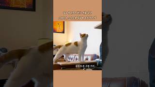 ‘귀엽게‘ #꽁꽁얼어붙은한강위로고양이가걸어다닙니다 #꽁꽁 #고양이 #복층오피스텔 #인테리어 #집사 #kongkong #hanriver #cat #catvideos #cutecat