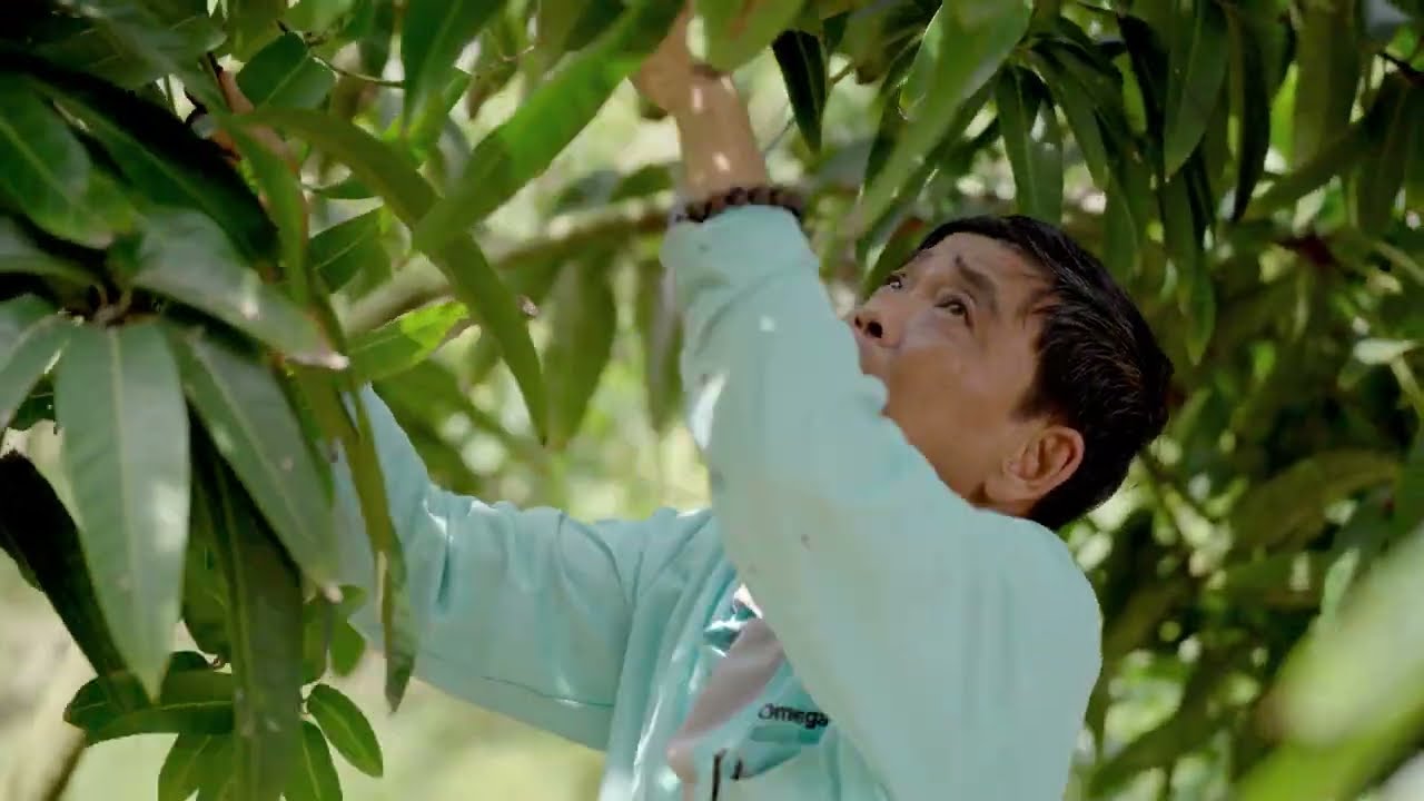 Hướng dẫn tỉa cành tạo tán cho cây xoài - Phần 2