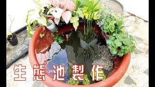 生態缸製作(上)  How to make an ecological tank(1)