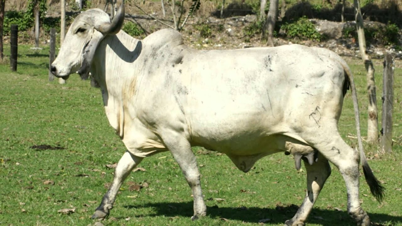 RANCHO LOS COYOLES CEBÚ SARDO NEGRO GYR LECHERO - YouTube