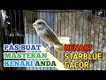 Kenari Starblue Gacor Buat Masteran Kenari Lain Mp3 - Mp4 Download