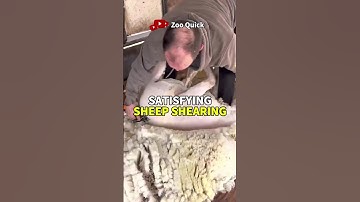 SATISFYING Sheep Shearing‼️